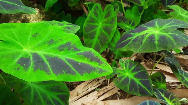 Dark Green Taro Leaves Swaying Gently in Tropical Garden