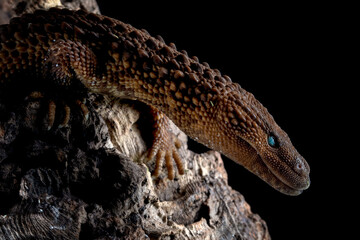 Earless Monitor (Lanthanotus borneensis) closeup on wood,  Earless Monitor closeup isolated on black background, Brown lizard native to the Southeast Asian island of Borneo