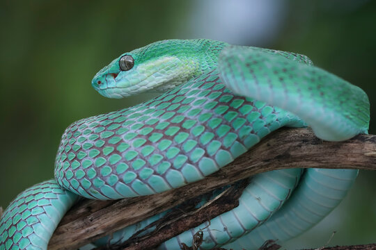 Close-up of a Blue viper snake coiled around a branch, Viper blue insularis staying on the branch waiting for the prey, Trimeresurus insularis Indonesia's pit vipers closeup on branch