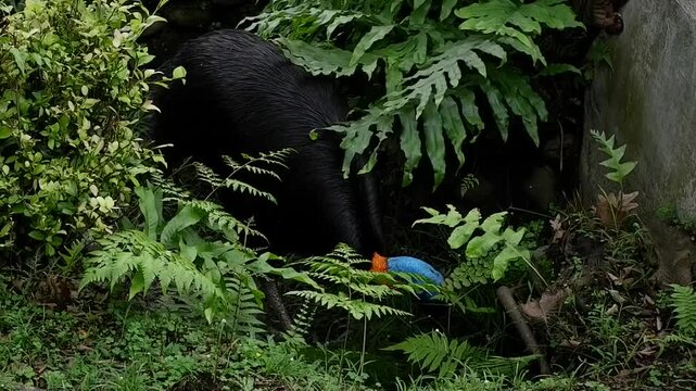 Southern cassowary bird with vibrant blue and orange neck hiding in dense green jungle foliage