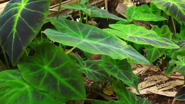 Dark Green Taro Leaves Swaying Gently in Tropical Garden