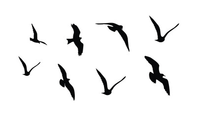 Silhouettes of flocks of birds flying freely in the sky