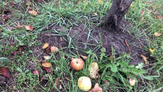 A close-up shot of ripe apples that have fallen onto the ground, resting among grass and autumn leaves beneath a tree trunk. The scene depicts harvest, nature, and organic farming.