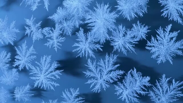 A close-up view of frost-covered leaves on a dark surface, showcasing intricate patterns of ice crystals.