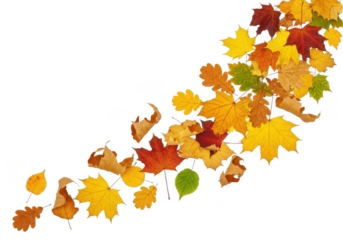 Autumn leaves falling in a swirl isolated on white background