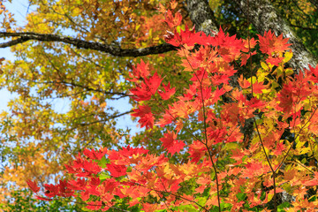 鮮やかな赤と黄に色づく秋の紅葉と森林の彩り風景