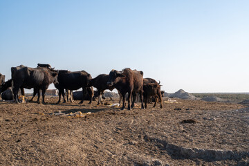 Herd of buffaloes standing on dry ground in Chibayish