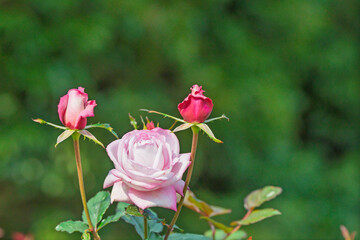 緑の背景の中で優雅に咲く、淡いピンク色のバラと蕾