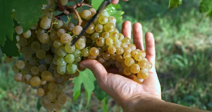 Slow Motion Close Up Of Golden Grapes Clusters Being Cut By Hand From Vine In Sunlit Vineyard During Harvest Season With Sunlight Shining Through The Leaves at 1000 fps