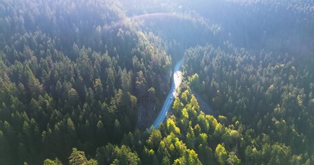 Aerial view of a road winding through a sunny forest - Powered by Adobe