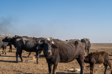 Herd of water buffaloes with calf on dry Iraqi marshland
