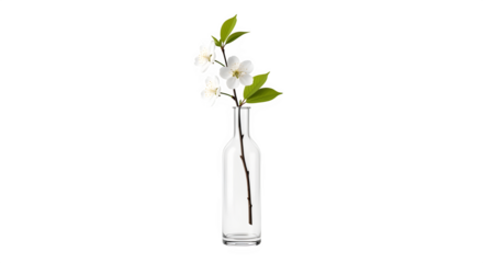 Delicate white blossom branch with green leaf detail elegantly placed inside a clear, slender glass bottle vase, isolated on transparent background for clean presentation of spring floral beauty