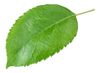 Obraz premium Apple leaves isolated on transparent background. One Leaf Apple PNG