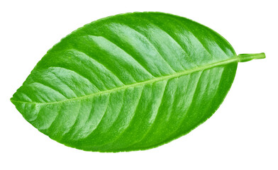 Obraz premium Citrus leaves PNG. Lemon leaves isolated on a transparent background. Lemon leaves, full macro