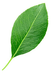 Pear leaf isolated on a transparent background. Leaf pear with PNG. Pear leaf macro shot
