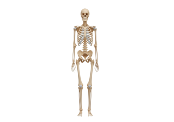 Isolated human skeleton standing upright, showing anatomical bone structure, anatomy
