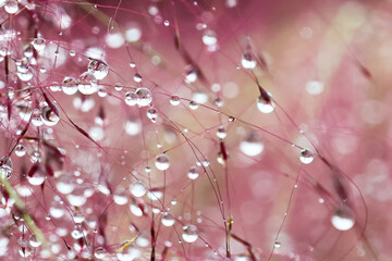 Dewdrops decorating the pink muhly.
