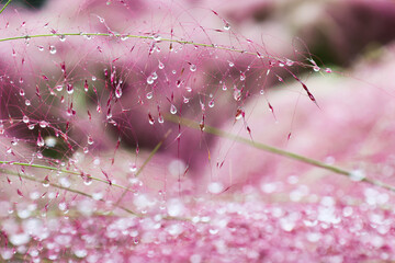 Dewdrops decorating the pink muhly.