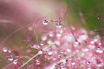 Dewdrops decorating the pink muhly.