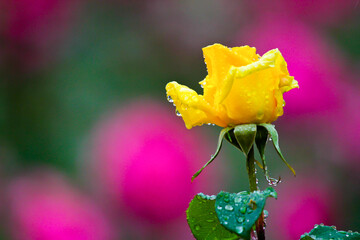 Raindrop-covered roses