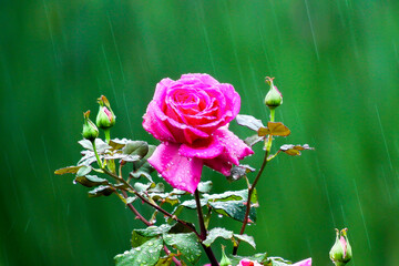 Raindrop-covered roses