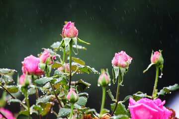 Raindrop-covered roses