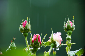 Raindrop-covered roses