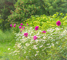 Summer garden with blooming peony flowers and white daisies