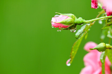 Raindrop-covered roses