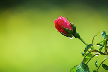 Raindrop-covered roses