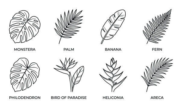 Set of eight hand drawn tropical leaf monstera palm banana fern philodendron bird of paradise heliconia areca isolated on white background