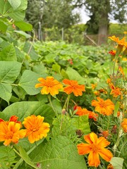 orange flowers in the garden, marigolds in orange colors