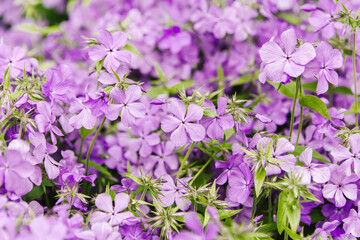 Obraz premium Beautiful purple flowers in full bloom, vibrant floral background ideal for spring, garden, and nature themes.