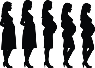 Vector silhouette collection showing progressive stages of pregnancy with woman growing baby bump from early to late trimester isolated on white background for maternity concept.