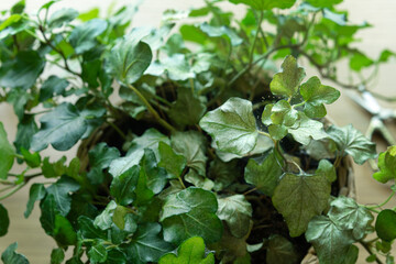 Ivy (Hedera helix) infested with spider mites. Houseplant diseases. Pest infestation concept. Selective focus