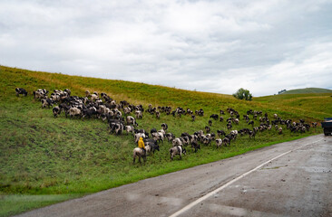 Herd of cattle grazing on a hillside near a road on an overcast day.