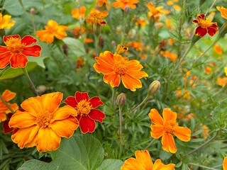orange flowers in the garden, marigolds in orange colors