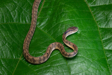 Keeled slug snake (Pareas carinatus) resting on large green leaf, The keeled snail snake (Pareas carinatus) on a green leaf is stalking its prey