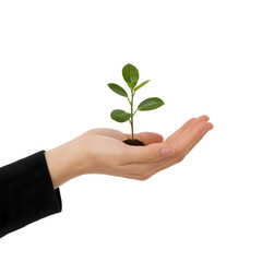 Seedling in hand with emerald green leaves held against stark white background