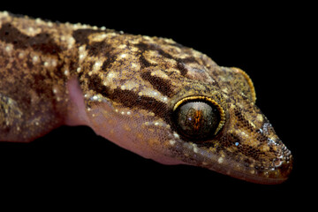 Close-up head Javan bent-toed gecko on isolated background, Portrait of a closeup head bent-toed gecko (Cyrtodactylus marmoratus) on black background, a texture and and pattern head bent-toed gecko