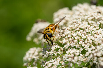 Syrphe