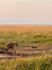 Massai Mara 
Kenya,