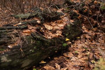 Enchanting Autumn Forest with Golden Foliage