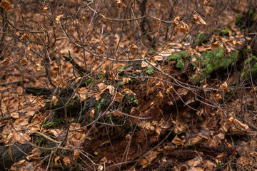 Enchanting Autumn Forest with Golden Foliage