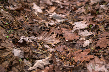 Enchanting Autumn Forest with Golden Foliage