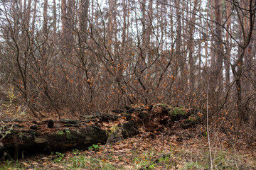 Enchanting Autumn Forest with Golden Foliage