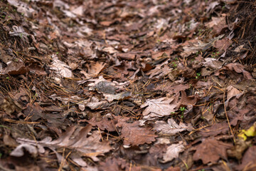 Enchanting Autumn Forest with Golden Foliage