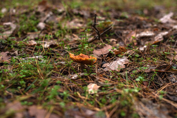 Enchanting Autumn Forest with Golden Foliage
