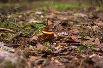 Enchanting Autumn Forest with Golden Foliage