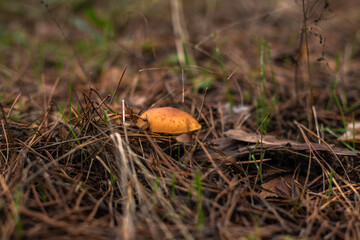 Enchanting Autumn Forest with Golden Foliage